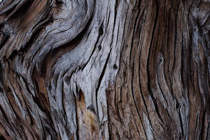 Wood Bark Wallpaper