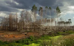 Wood Trees Wallpaper