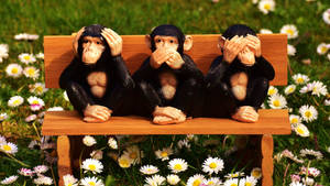 Wooden Chimpanzees At Bench Near Flowers Wallpaper