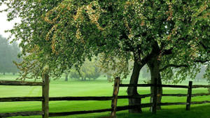 Wooden Fence Among Greenery Wallpaper