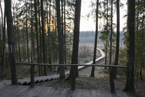 Wooden Hiking Trail In Lithuania Wallpaper