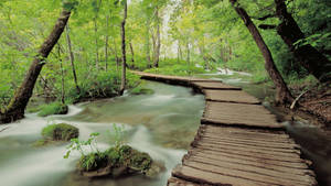 Wooden Path Forest Background Wallpaper