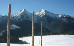 Wooden Poles In Slovakia Land Wallpaper