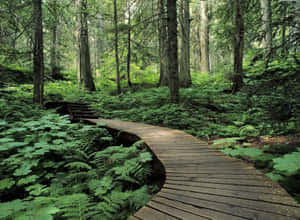 Wooden Trail In Green Forest Desktop Wallpaper