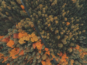 Woods Fall Desktop Wallpaper