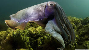 World's Largest Cuttlefish Specie Wallpaper