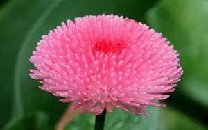 World's Most Beautiful Flowers English Daisy Wallpaper