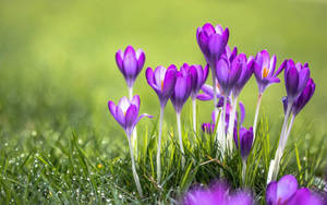 World's Most Beautiful Flowers Purple Tulips Wallpaper