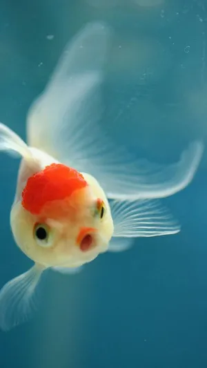 Xiaomi Oranda Fish Wallpaper