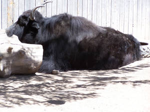 Yak Black Resting In Front Of Wooden Wall Wallpaper