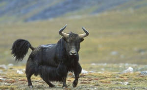 Yak Black Running On Grass Wallpaper