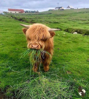 Yak Brown Eating Grass On Field Wallpaper