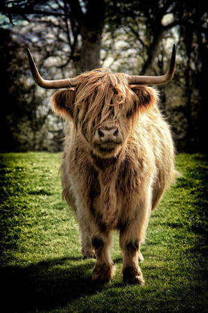 Yak On Grass Field Black Aesthetic Frame Wallpaper