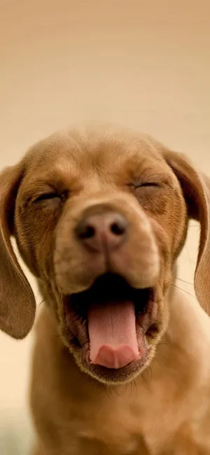 Yawning Dog Iphone Wallpaper