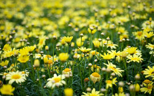 Yellow Aesthetic Flower Field Wallpaper