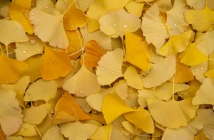 Yellow Aesthetic Laptop Fan Leaves Wallpaper