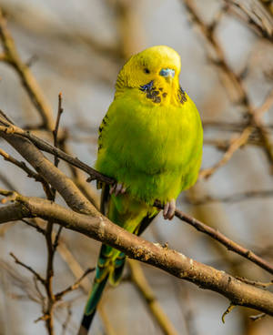 Yellow And Green Parrot Hd Wallpaper