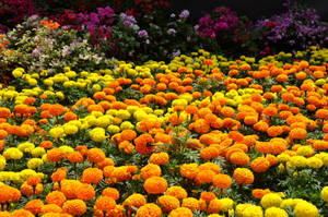 Yellow And Orange Flower Garden Wallpaper