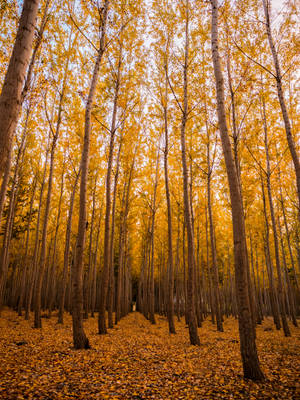 Yellow Autumn Forest Wallpaper