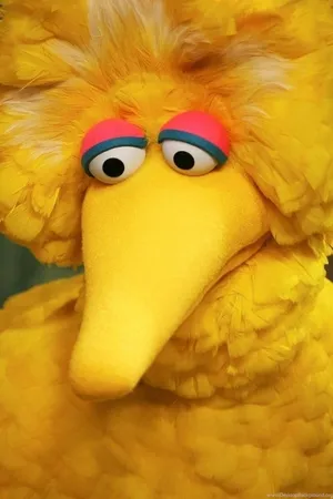 Yellow Bid Bird Closed -up Wallpaper