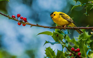 Yellow Bird And Berries Wallpaper