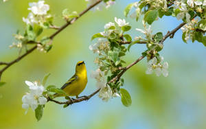 Yellow Bird And White Flowers Wallpaper