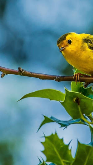 Yellow Bird Black Eyes Wallpaper