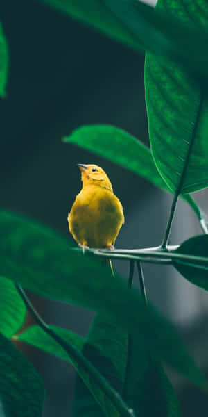Yellow Bird On A Branch With Green Leaves Wallpaper