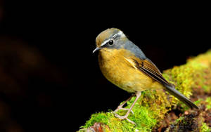 Yellow Bird On Mossy Wood Wallpaper