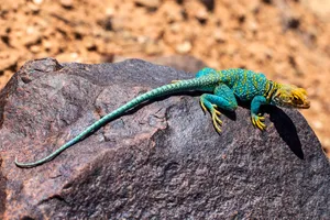 Yellow Blue Collared Lizard Large Rock Wallpaper