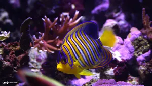 Yellow Blue Fish Wallpaper