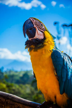 Yellow Blue Parrot Bird Wallpaper