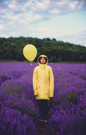 Yellow Boy On Lavender Field Wallpaper
