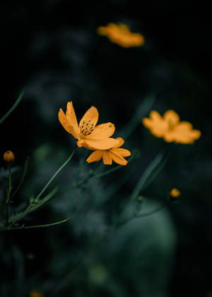 Yellow Bush Flowers Iphone X Nature Wallpaper