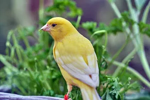 Yellow Canary Bird With White Wings Wallpaper