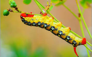 Yellow Caterpillar Insect Hanging Wallpaper