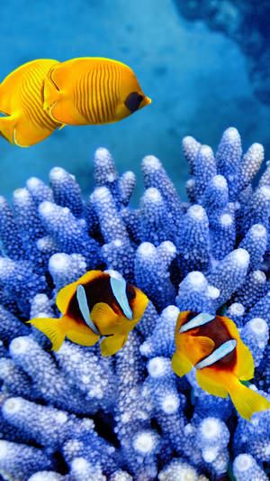 Yellow Clown Fish Wallpaper