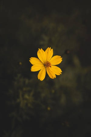 Yellow Cosmos Flower New Phone Wallpaper