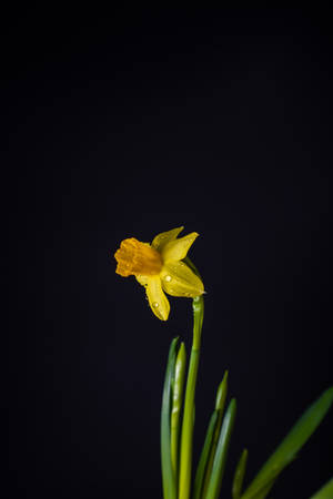 Yellow Daffodil In Black Backdrop Wallpaper