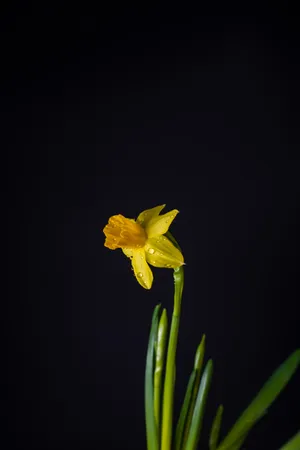 Yellow Daffodil In Black Backdrop Wallpaper