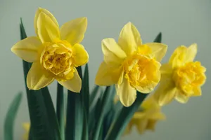 Yellow Daffodils Close Up Shot Wallpaper