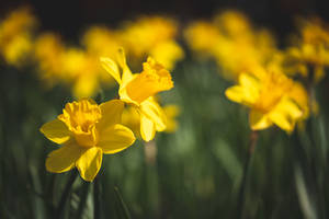 Yellow Daffodils During Daytime Wallpaper