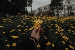 Yellow Daisy Field Pfp Aesthetic Background Wallpaper