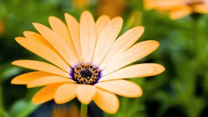 Yellow Daisy Flower 4k Wallpaper