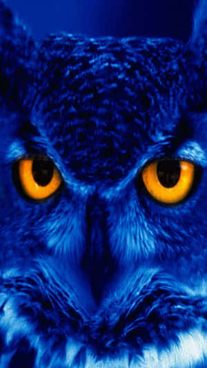 Yellow Eyed Blue Owl Phone Tight Shot Wallpaper