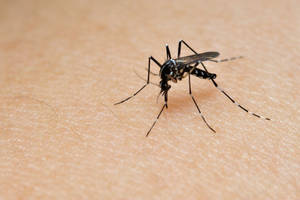 Yellow Fever Mosquito Wallpaper