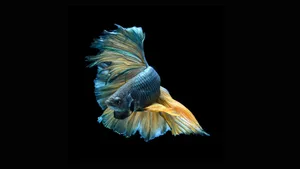 Yellow Fin Betta Fish Wallpaper