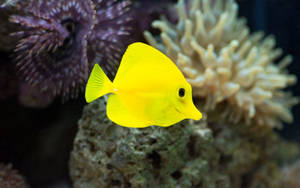 Yellow Fish In The Ocean Wallpaper