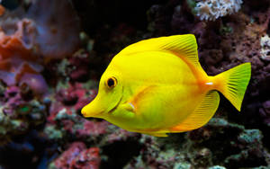 Yellow Fish In The Sea Wallpaper