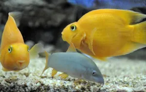 Yellow Fish In The Water Wallpaper